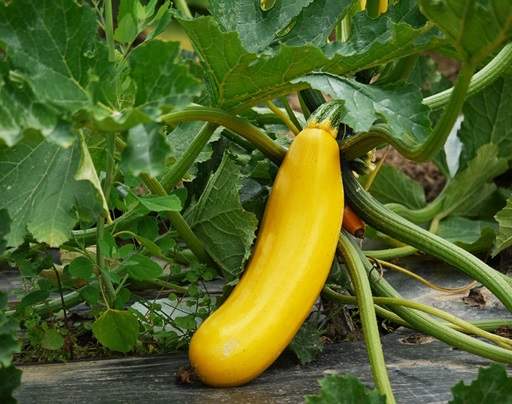 Squash on veg patch